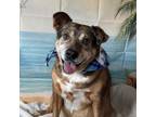 Adopt Tanning (Tugboat) a Cattle Dog