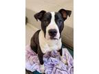 Adopt HOUDINI a Boxer, Mixed Breed