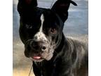 Adopt Colt a Black Labrador Retriever, Terrier