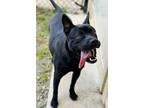 Adopt SCRAPPY a German Shepherd Dog, Mixed Breed