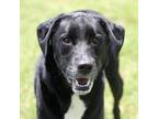 Adopt STORM a Labrador Retriever, Mixed Breed