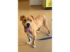 Adopt ALFALFA a Labrador Retriever, Mixed Breed