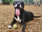 Adopt SPIKE a Labrador Retriever, Mixed Breed