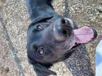 Adopt BUBA a Labrador Retriever, Mixed Breed
