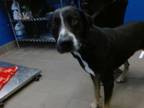 Adopt MOO a Labrador Retriever, Mixed Breed