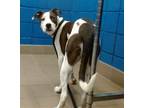 Adopt HANDSOME a Pit Bull Terrier, Mixed Breed