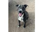 Adopt DRACO a Pit Bull Terrier, Australian Cattle Dog / Blue Heeler