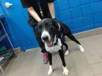 Adopt BLA a Labrador Retriever, Mixed Breed