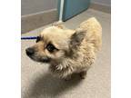 Adopt BEAR a Pomeranian, Mixed Breed