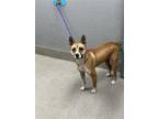 Adopt KOA a Shiba Inu, Mixed Breed