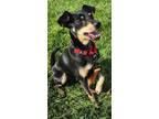 Adopt Toby Teeth a Miniature Pinscher
