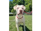 Adopt Tiramisu Yrly 206 a Pit Bull Terrier