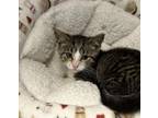 Adopt SARANAC a Domestic Short Hair