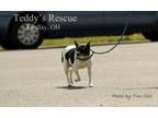 Adopt Bobo a Rat Terrier