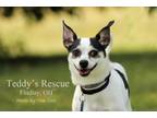 Adopt Bruno a Rat Terrier