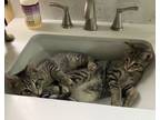 Adopt Baby a Domestic Short Hair