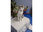Adopt Loki aka Jim Carey a Domestic Short Hair