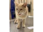 Adopt SQUIRREL a Domestic Short Hair