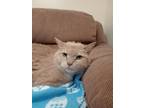 Adopt TURBO a Domestic Short Hair