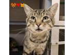 Adopt TAHOE a Domestic Short Hair
