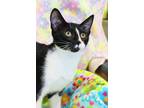 Adopt Sesame a Domestic Short Hair
