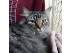 Adopt Fluffernutter a Domestic Long Hair
