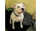Adopt Tucker a American Staffordshire Terrier