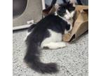 Adopt Gabriel a Domestic Short Hair