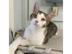 Adopt Lazurus a Domestic Short Hair