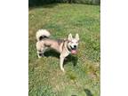 Adopt MILO a Siberian Husky, Mixed Breed