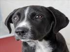 Adopt BOO a Great Dane, Mixed Breed