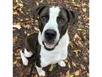 Adopt Crikee a Pit Bull Terrier, Mixed Breed