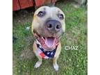 Adopt Chaz a Mixed Breed