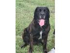 Adopt HERCULES a Bullmastiff