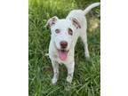 Adopt BOB a Catahoula Leopard Dog, Mixed Breed