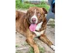 Adopt FRASIER a Catahoula Leopard Dog, Pit Bull Terrier