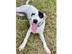 Adopt TENNESSEE a English Coonhound