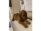 Adopt JABARI a Redbone Coonhound, Mixed Breed