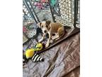 Adopt LEE a Boxer, Pit Bull Terrier