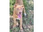 Adopt MONMOUTH a Rhodesian Ridgeback, Mixed Breed
