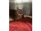 Adopt MOCHI a Siamese