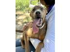 Adopt JERSEY a Rhodesian Ridgeback, Mixed Breed