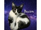 Adopt Bacon #breakfast-taco a American Shorthair