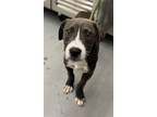 Adopt GRAVY a American Staffordshire Terrier, Mixed Breed