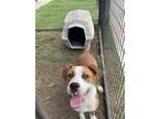 Adopt TYLER a Labrador Retriever, Mixed Breed