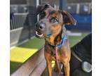 Adopt ROYAL a German Shepherd Dog