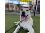 Adopt FARRON a Labrador Retriever