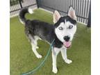 Adopt PARADE a Husky, Mixed Breed