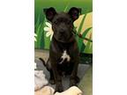 Adopt SMOKY a American Staffordshire Terrier, Mixed Breed