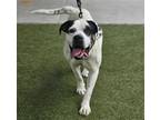 Adopt STONEWALL a American Staffordshire Terrier